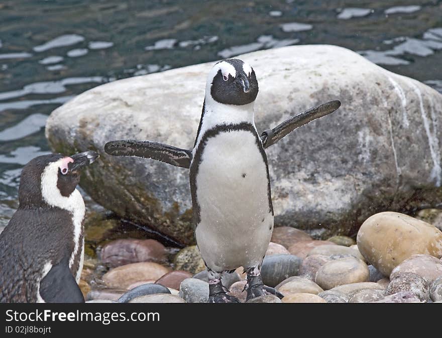 African Penguin