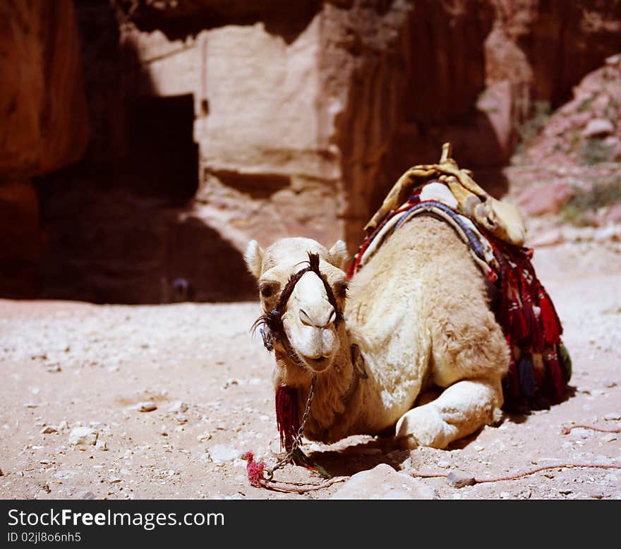 Camel Resting At Petra, Jordan