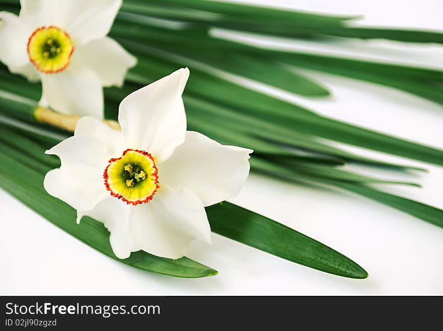 Beautiful spring daffodils on white background. Beautiful spring daffodils on white background