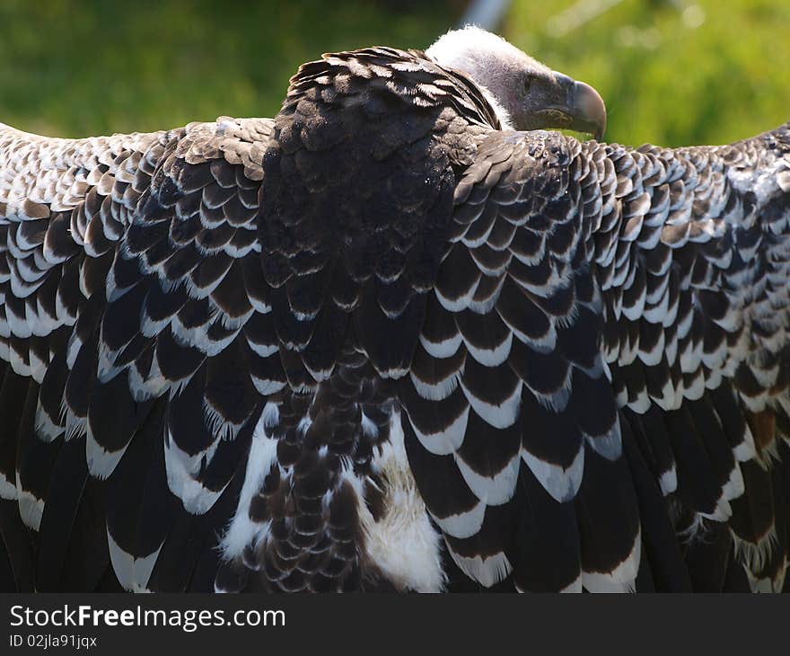 A close up of a vulture with its wings spread. A close up of a vulture with its wings spread.