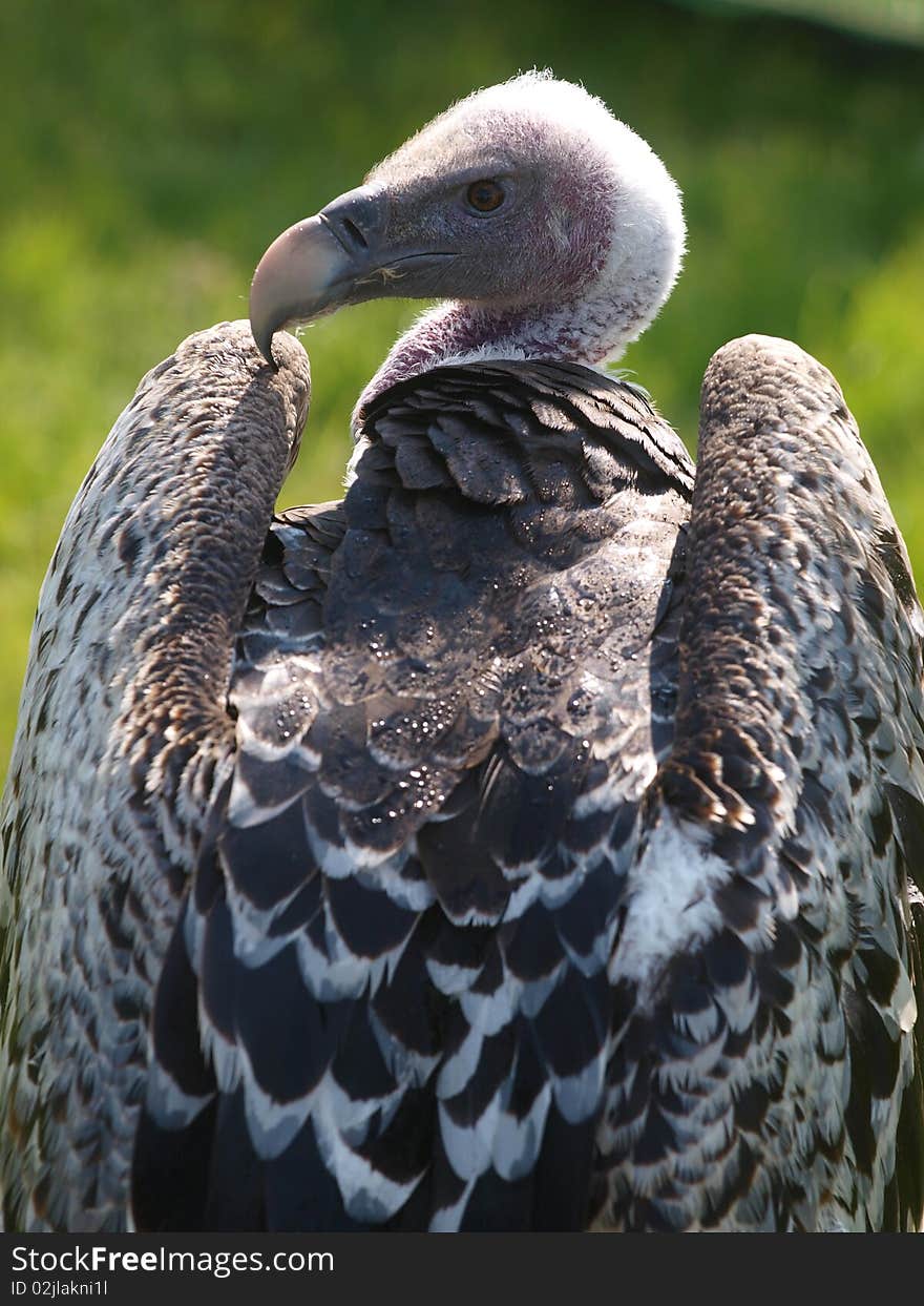 A close up of a vulture looking over its wings. A close up of a vulture looking over its wings.