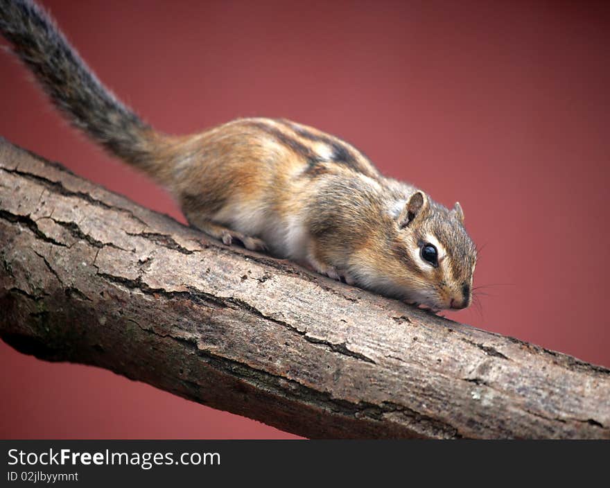 Portrait of a cute Chipmunk