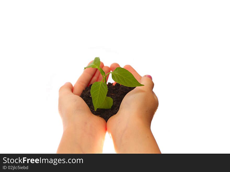 Rostock of pepper in hands on a white background on a white background. Rostock of pepper in hands on a white background on a white background