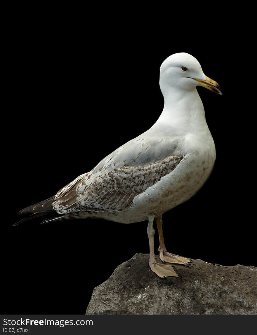 Seagull standing on a rock with a black background. Seagull standing on a rock with a black background