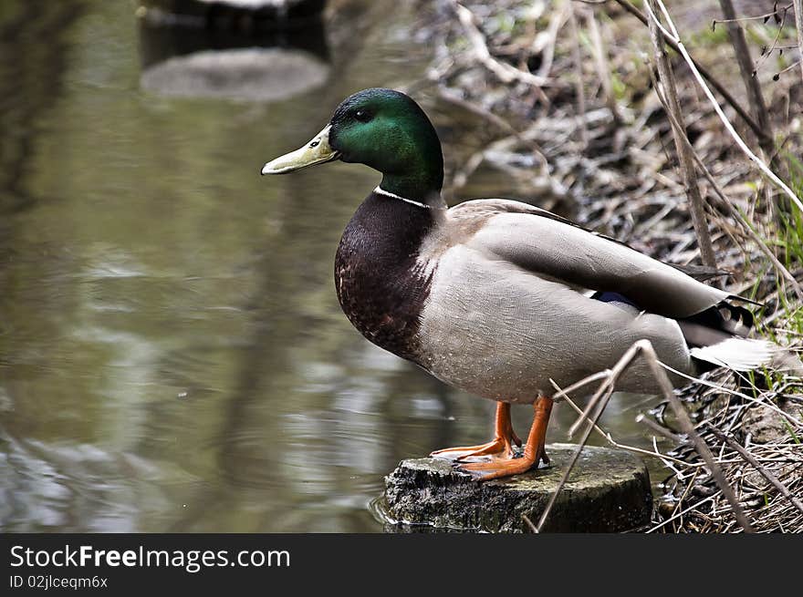 Duck on green grass