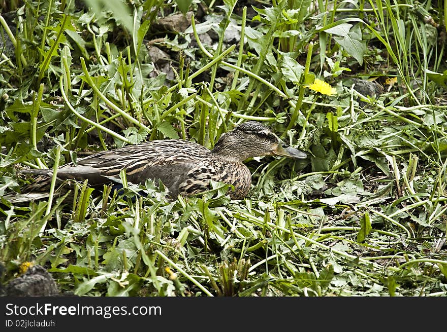 Gray Duck on green grass