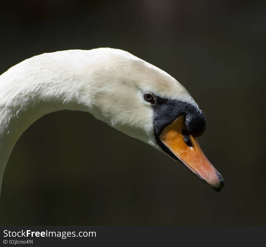 Swan profile