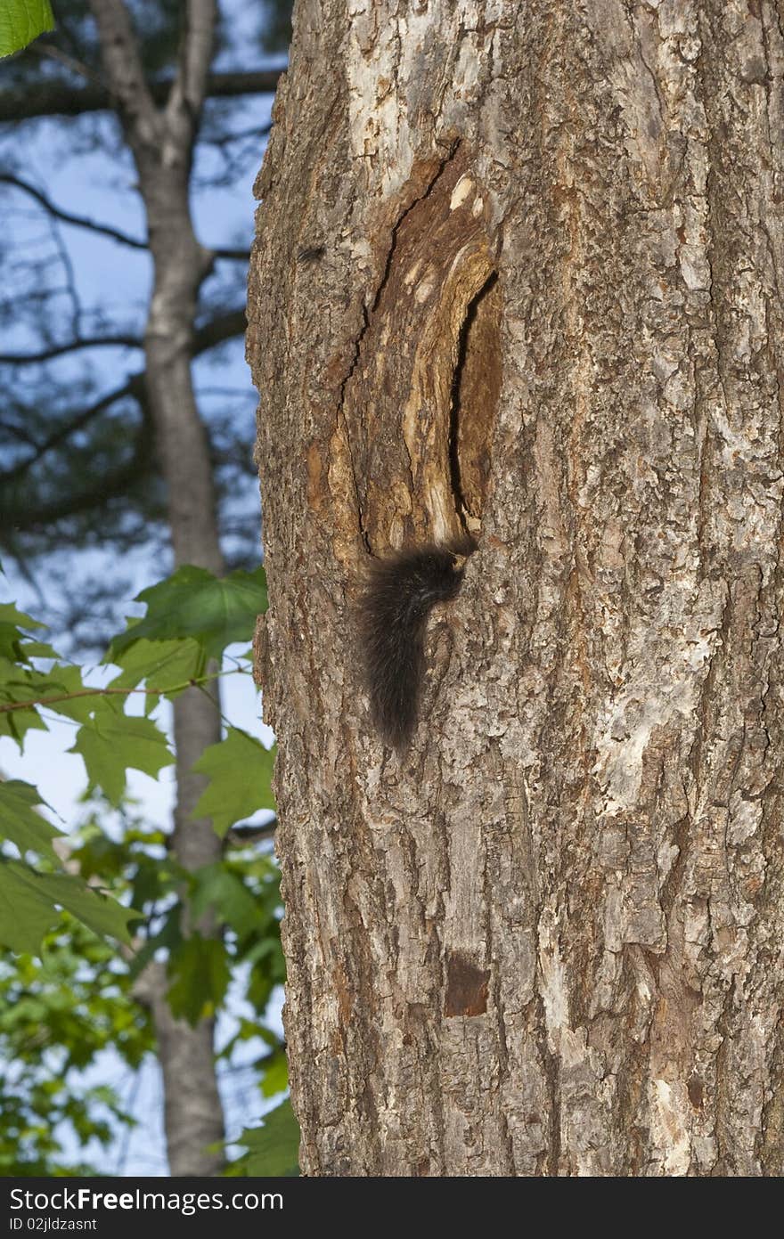 A squirrel tail sticking out of a hole in a tree. A squirrel tail sticking out of a hole in a tree