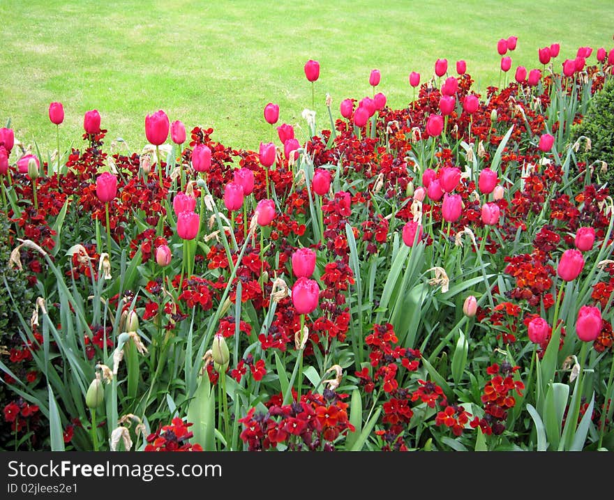 Red tulips with a green park background