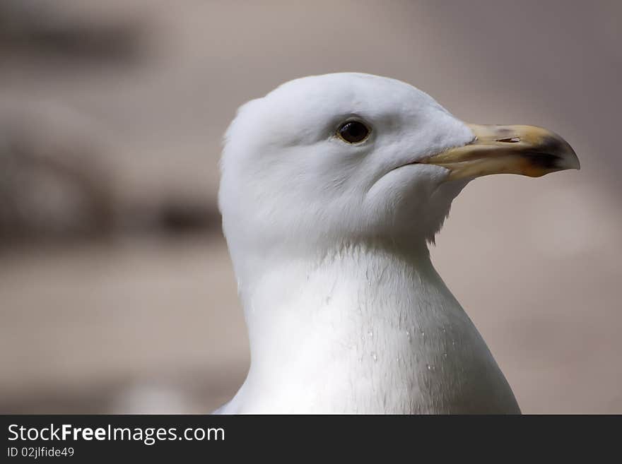 Profile of a seagull with a blurred background. Profile of a seagull with a blurred background