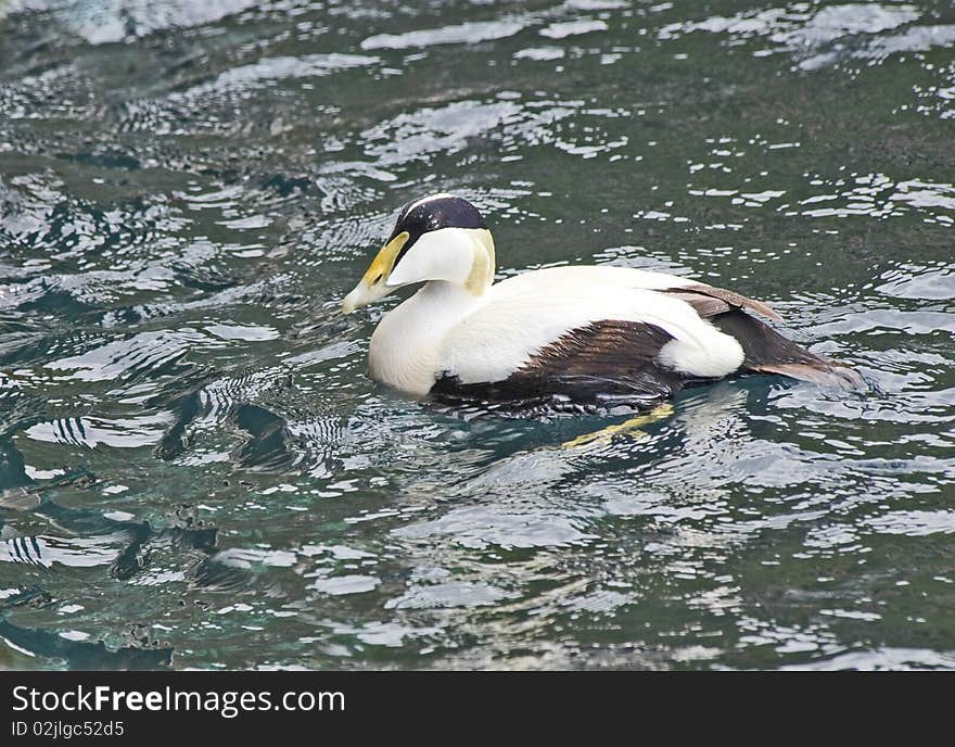 Common Eider Duck