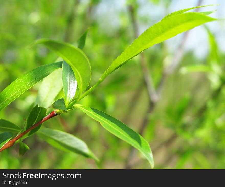 Beautiful green leaves with green background in spring