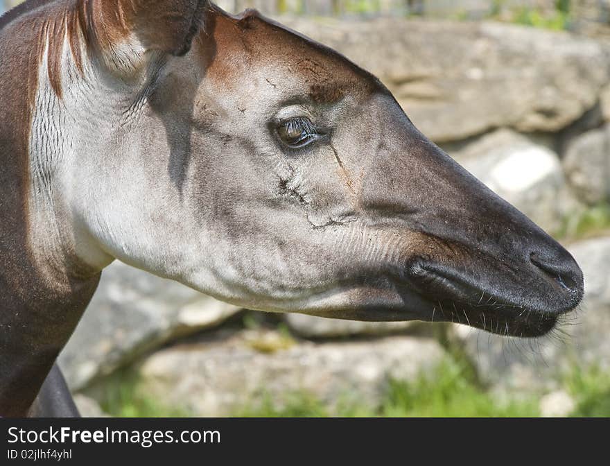 Okapi