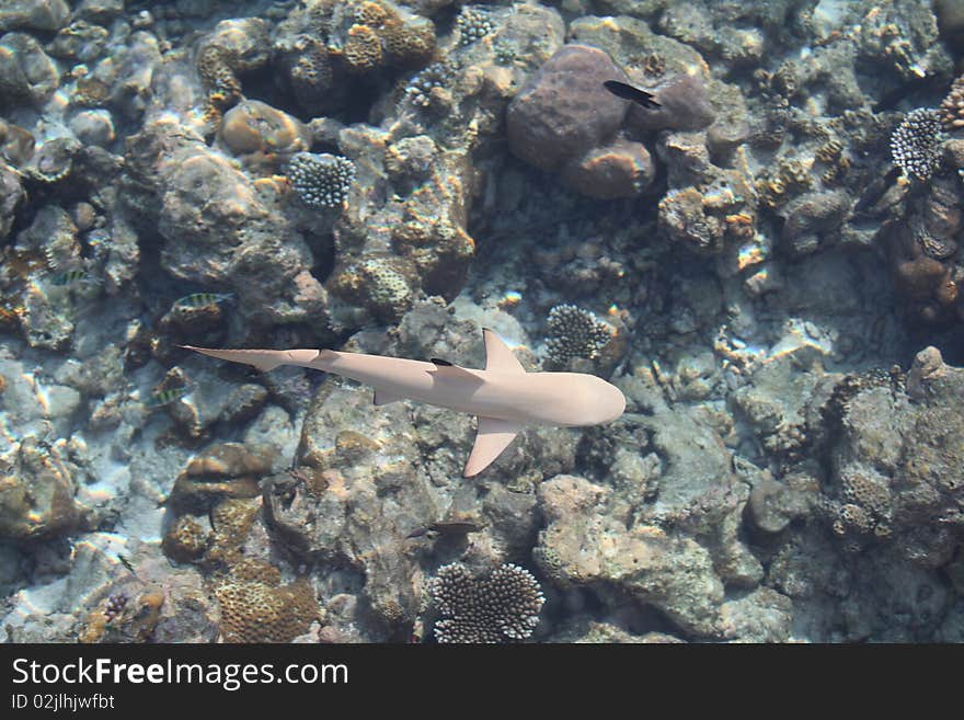 Asia, Maldive atoll Asdu Shark of the coral reef. Asia, Maldive atoll Asdu Shark of the coral reef