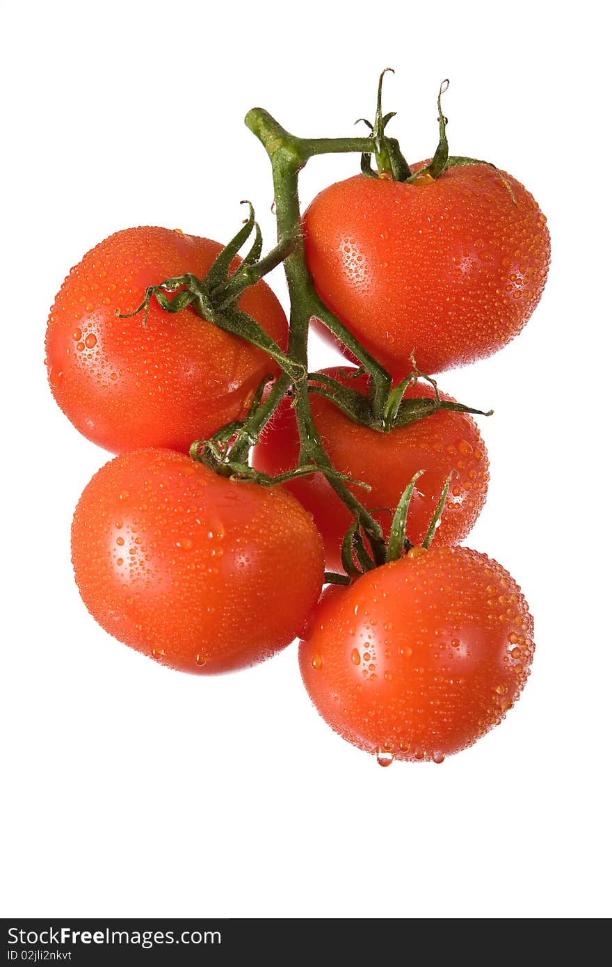 Branch with red tomatoes in water splashes