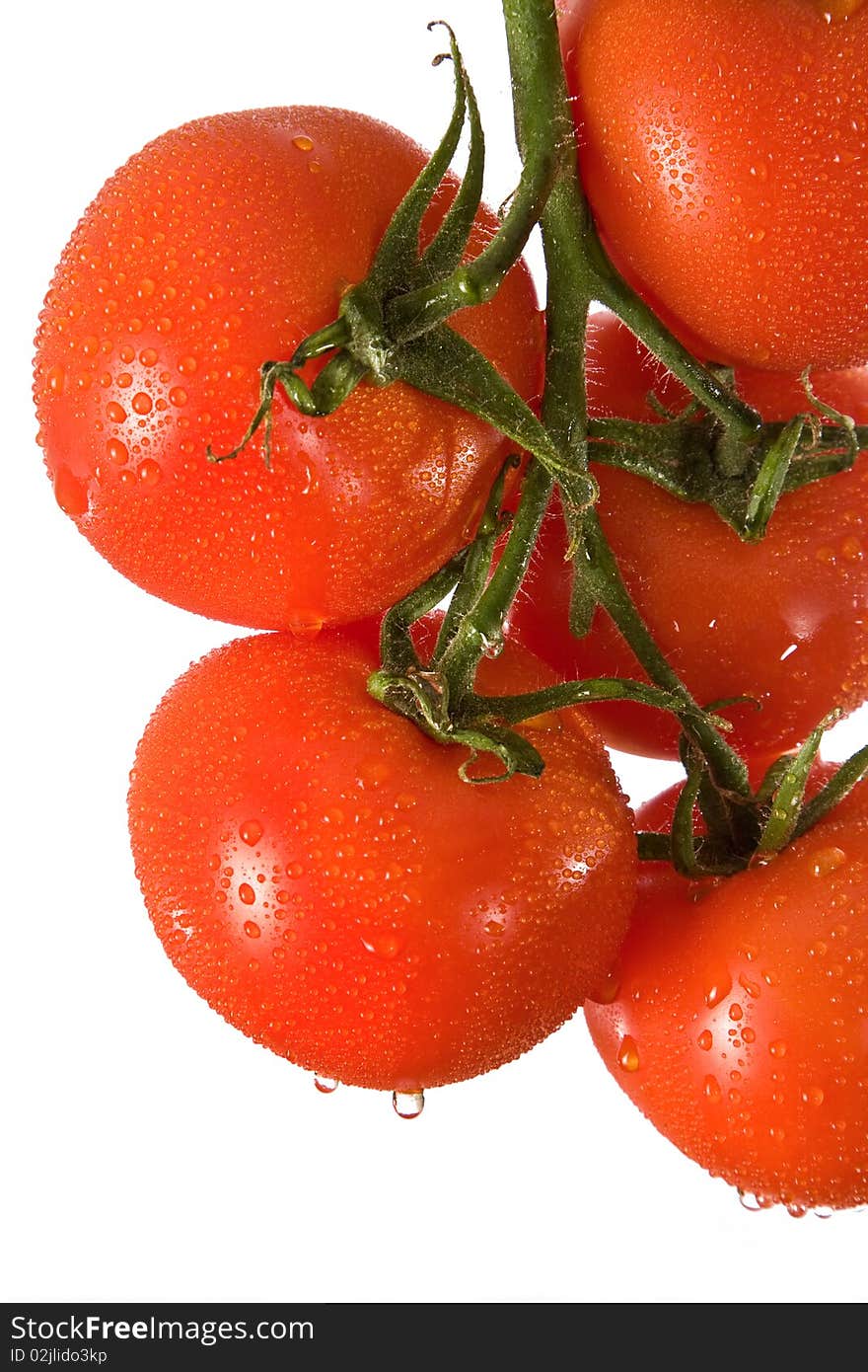 Branch with red tomatoes in water splashes. Branch with red tomatoes in water splashes