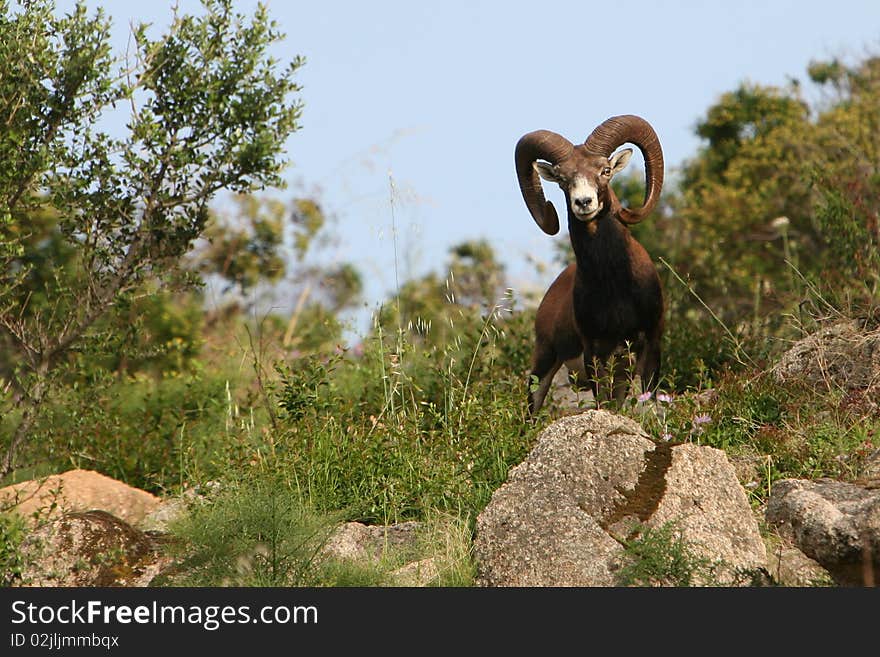 Italy Sardegna mouflon of the Gallura species proctec in the countryside. Italy Sardegna mouflon of the Gallura species proctec in the countryside