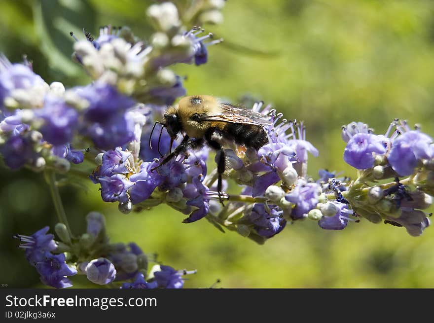 A bee pollinates purple flowers on the campus of the University of Virginia in Charlottesville, Virginia. A bee pollinates purple flowers on the campus of the University of Virginia in Charlottesville, Virginia