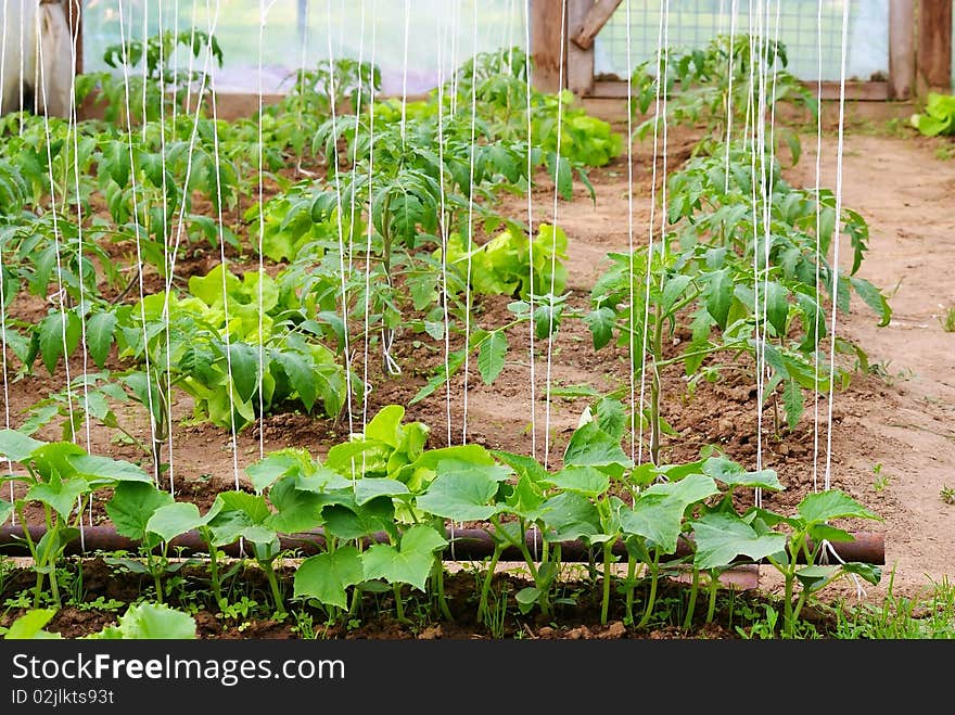 This is a view of cultivation in tunnel. This is a view of cultivation in tunnel.