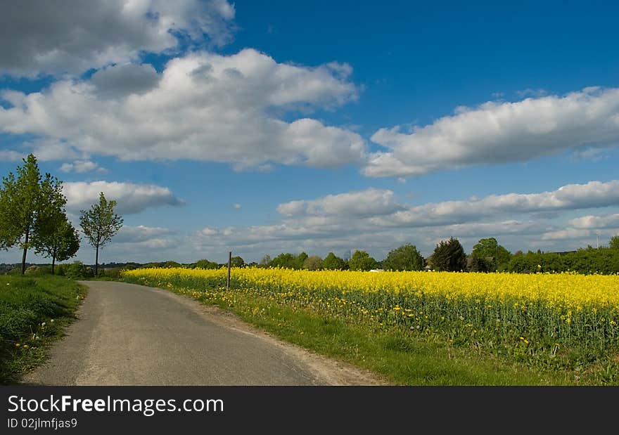 Vivid yellow field with blue skies and a dusty country road. Vivid yellow field with blue skies and a dusty country road.