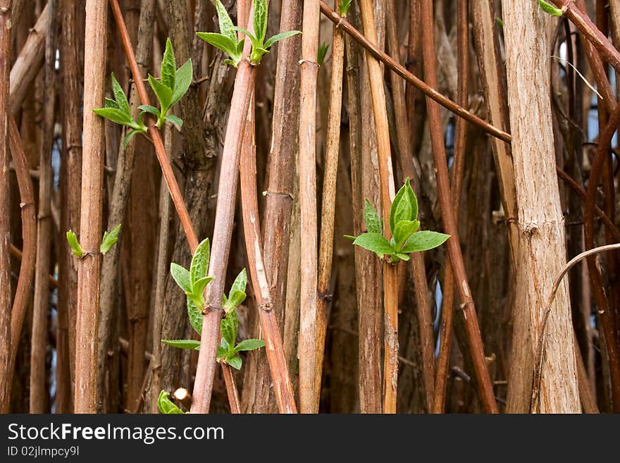 Young green shoots of jasmine