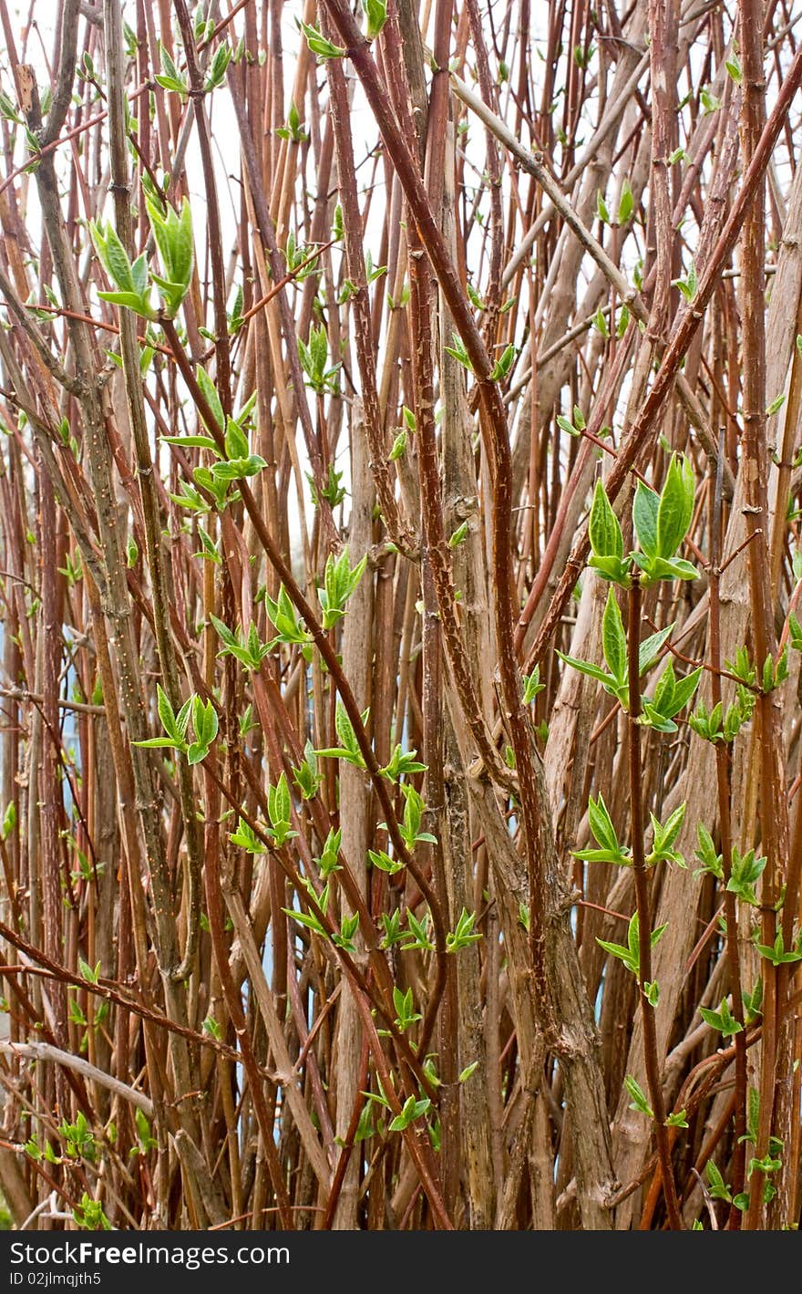 Young green shoots of spring blossoming jasmine. Young green shoots of spring blossoming jasmine