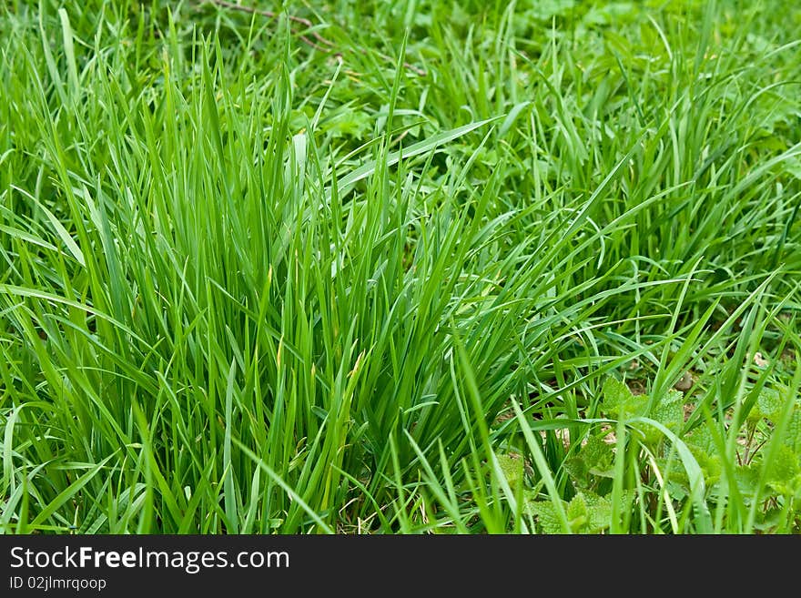 Lawn of the bright green grass closeup. Lawn of the bright green grass closeup