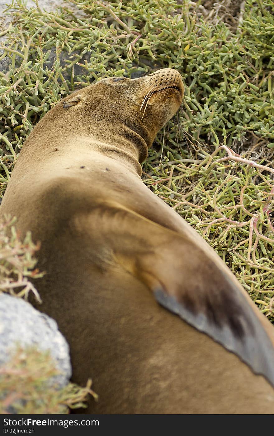 Galapagos Sea Lion