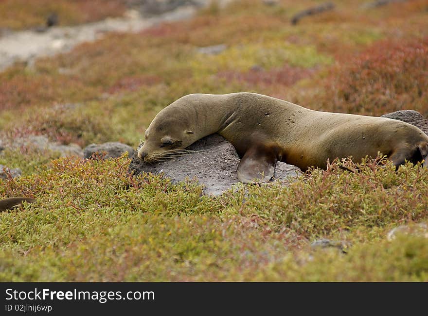 Sea Lion rests on Isla Santa Fe in Galapagos Islands. Sea Lion rests on Isla Santa Fe in Galapagos Islands