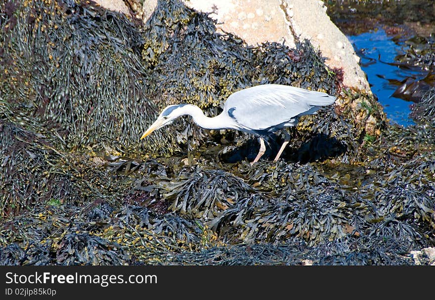 Heron hunting in the shallow of irish sea