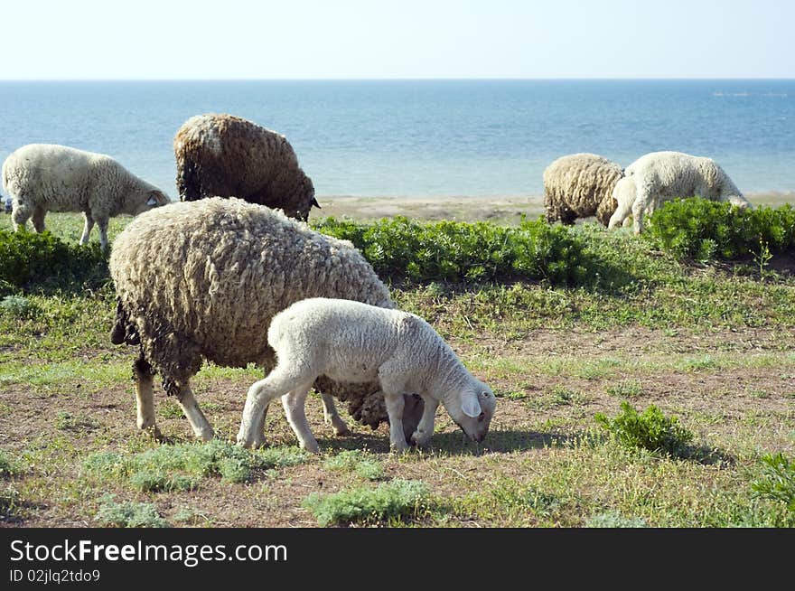 Herd Of Sheep