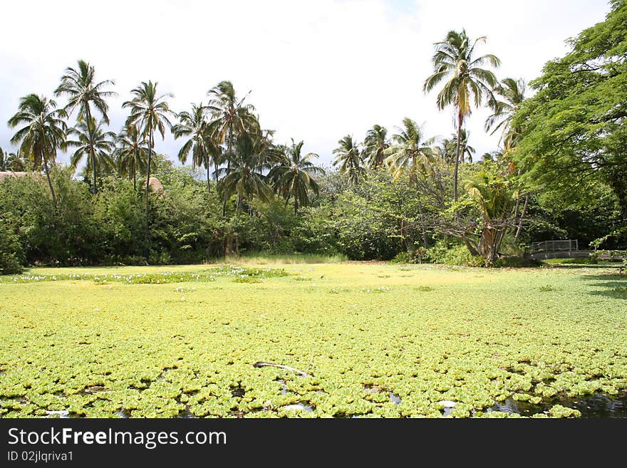 Water lilies over a lagoon on the Kona coast. Water lilies over a lagoon on the Kona coast.