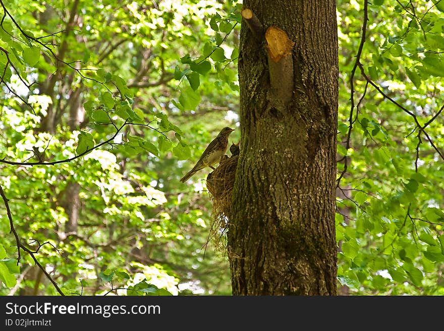 Bird In A Nest