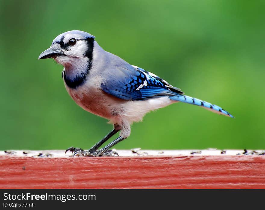 Blue Jay feeding on sunflower seeds on deck rail