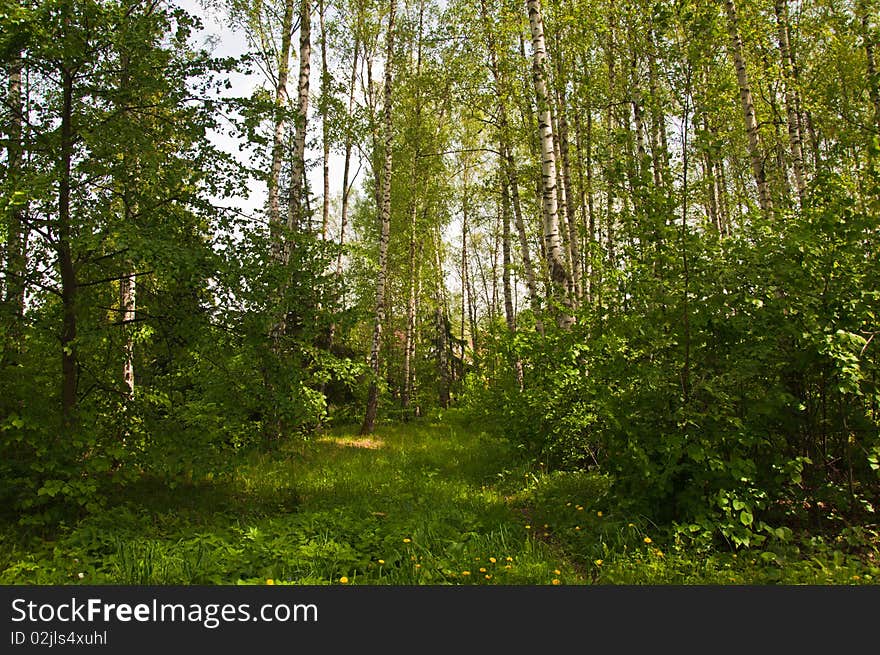 Background of green wood and bushes. Background of green wood and bushes