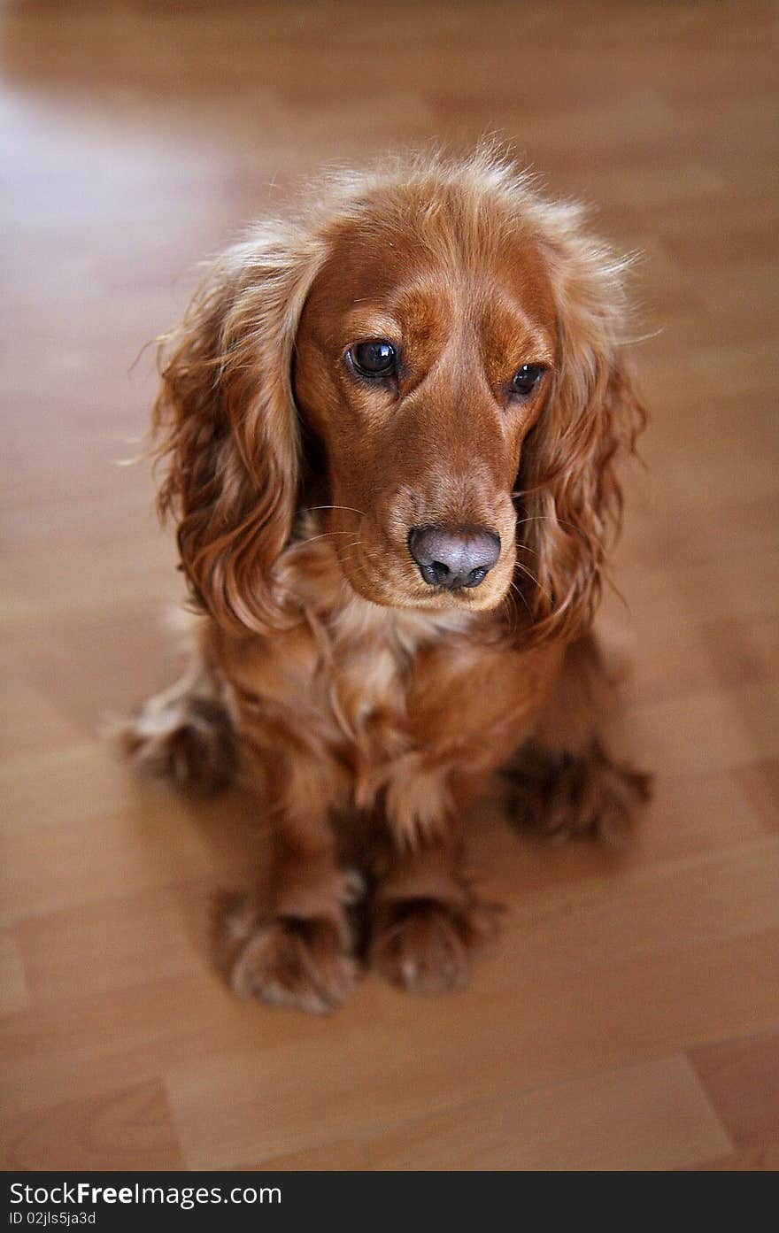 English Cocker Spaniel