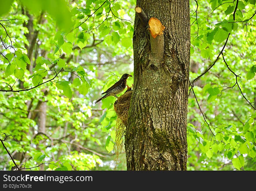 The bird has arrived to feed the baby birds. The bird has arrived to feed the baby birds