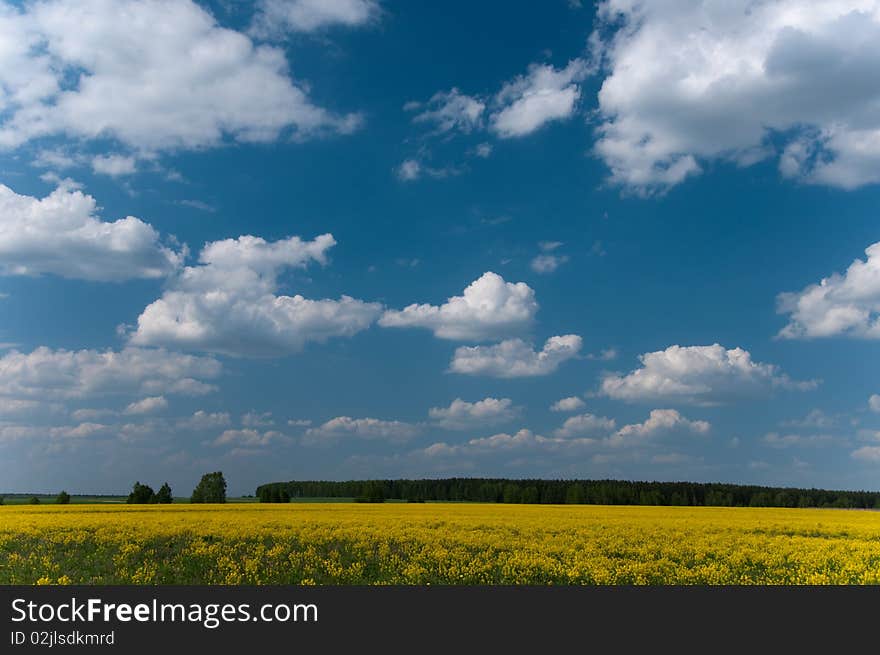 Field of yellow colours wood and the sky. Field of yellow colours wood and the sky