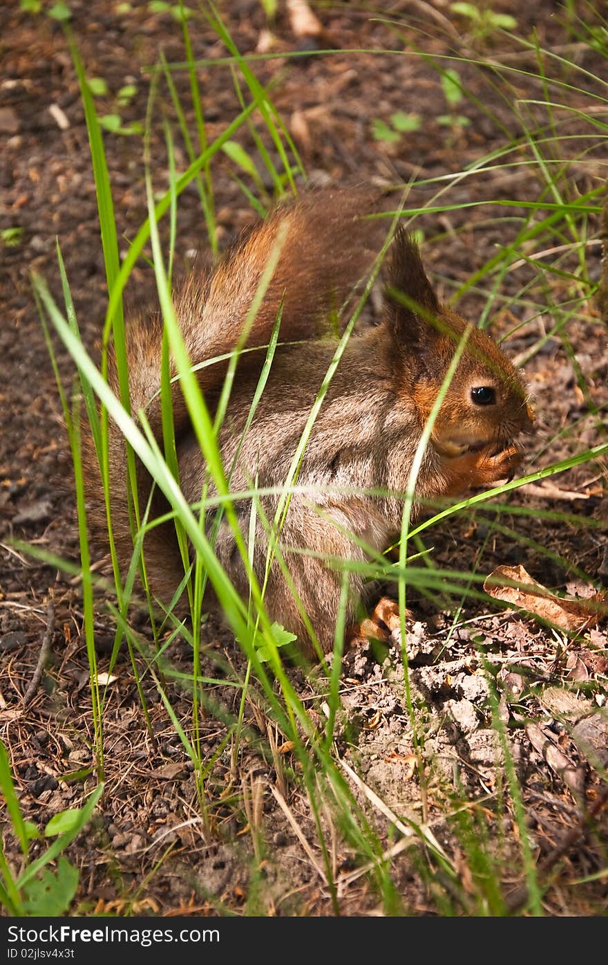 The squirrel in wood