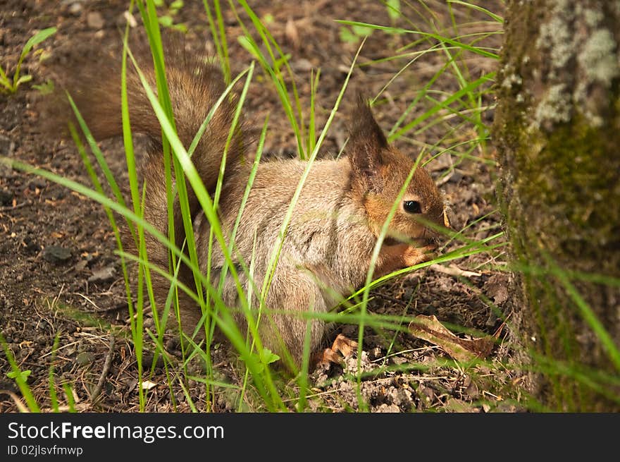 The Squirrel In Wood