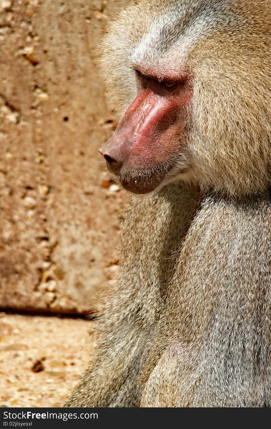 Mandrill 01