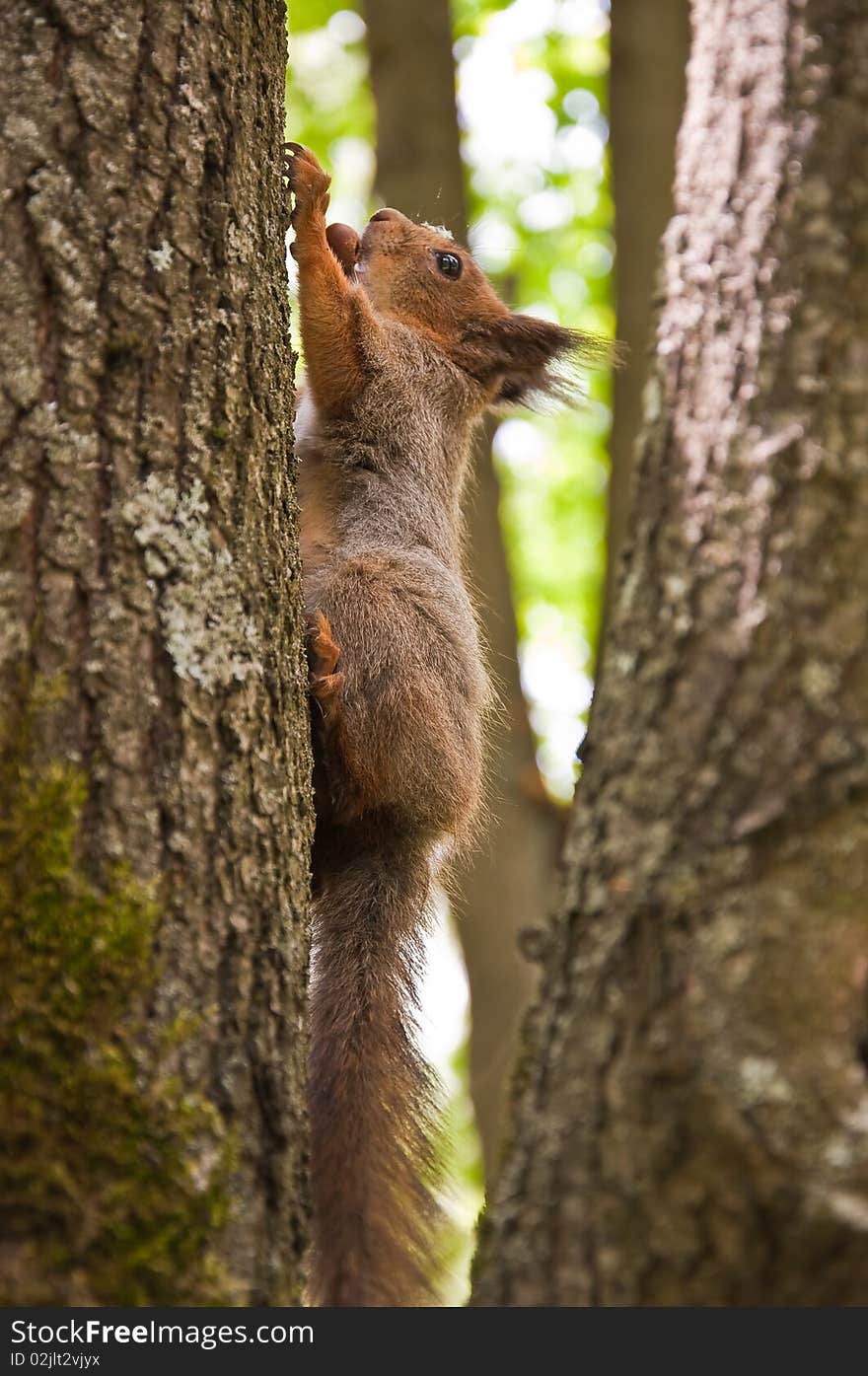 The squirrel sits on a tree in wood. The squirrel sits on a tree in wood