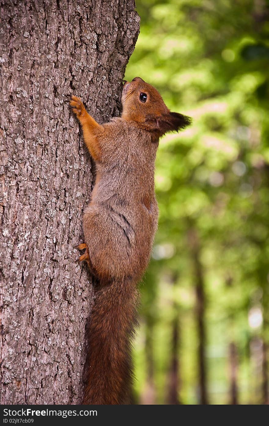 The squirrel on a tree