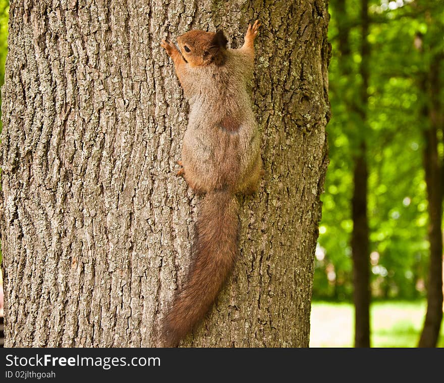 The squirrel sits on a tree in wood. The squirrel sits on a tree in wood