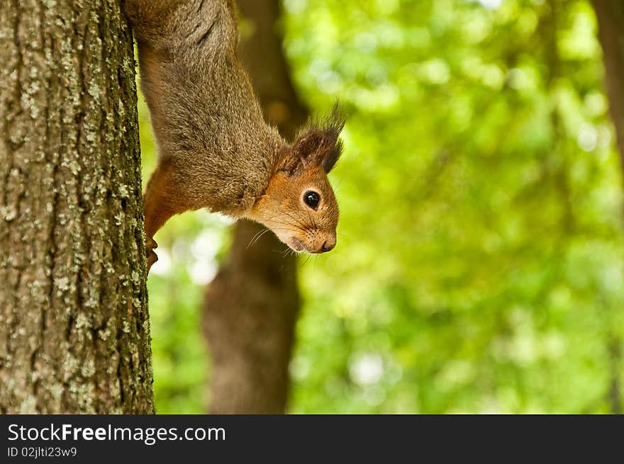 The squirrel sits on a tree in wood. The squirrel sits on a tree in wood