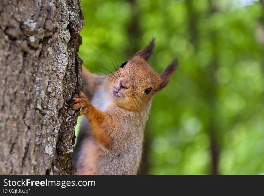 The squirrel sits on a tree in wood. The squirrel sits on a tree in wood