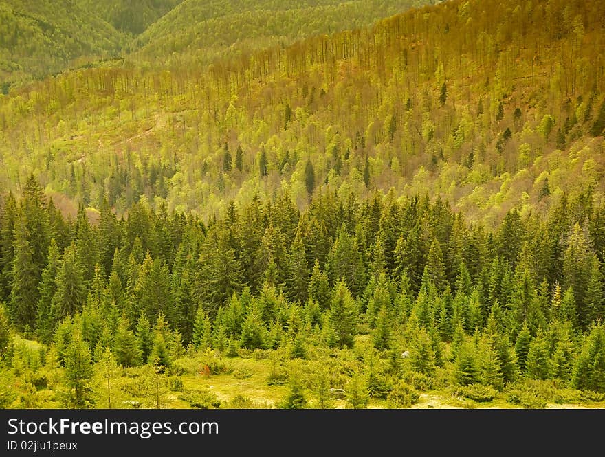 Mountain spruce and beech forest in springtime. Mountain spruce and beech forest in springtime