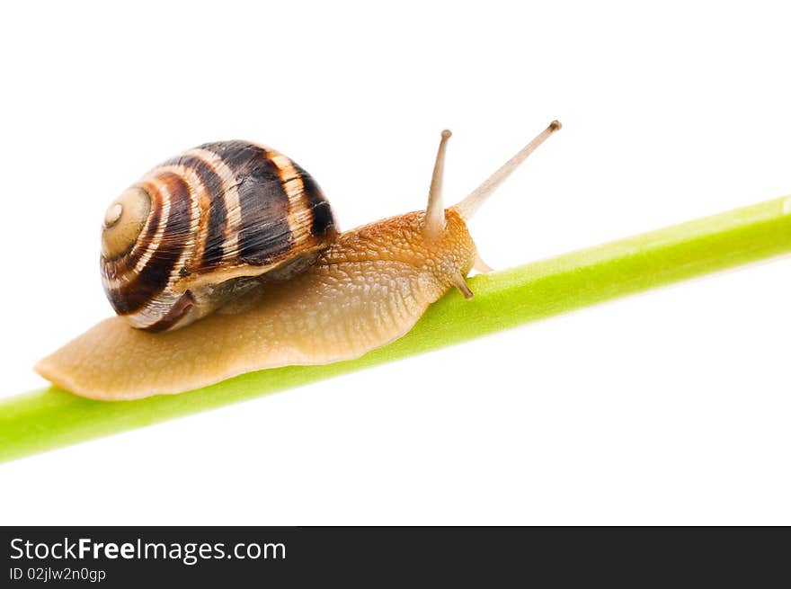 Big garden snail isolated on a white background