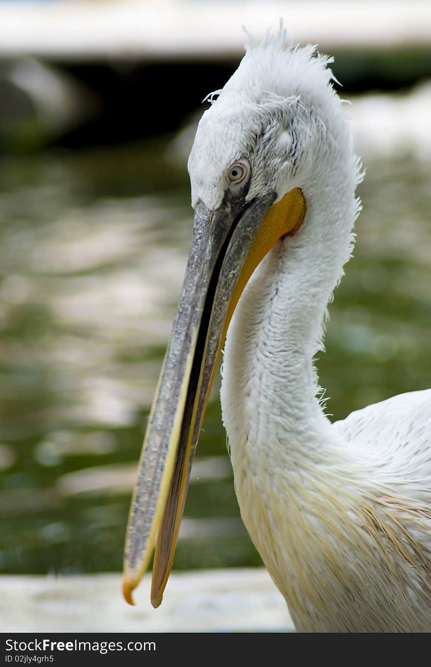 Pelican Closeup