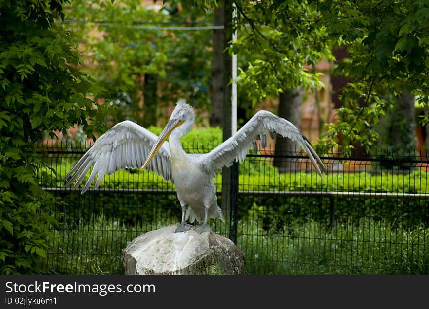 Beautiful proud pelican, in the nature. Beautiful proud pelican, in the nature